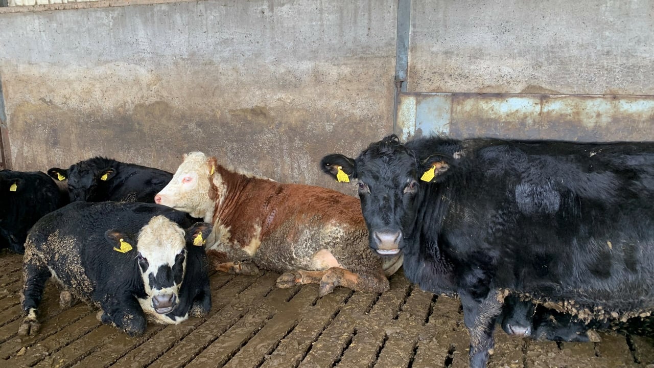 Factory quotes: 10c/kg prime cattle price rise at some outlets