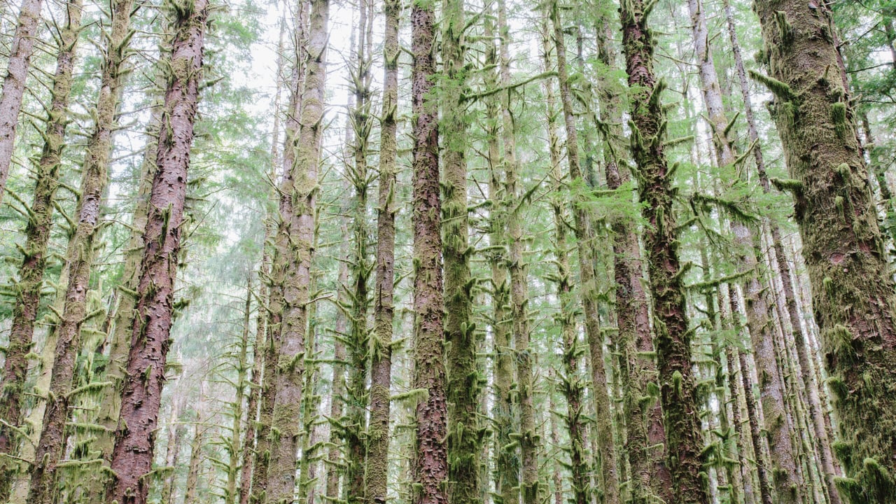 Sitka spruce and Western Hemlock trees in lush, temperate rainforest