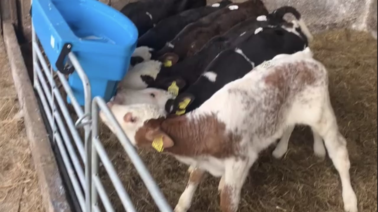 Ventilation is key when using old shed to rear calves