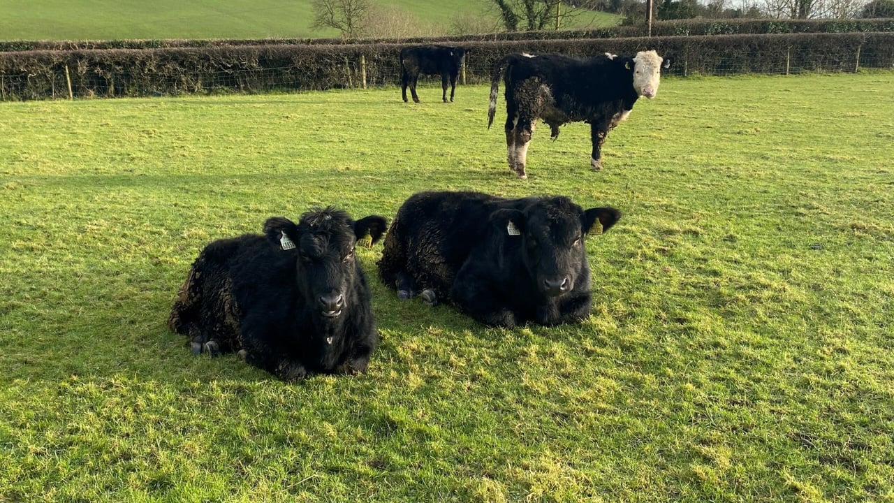 The current dry conditions could be taken advantage of to get lighter cattle out of the shed 
