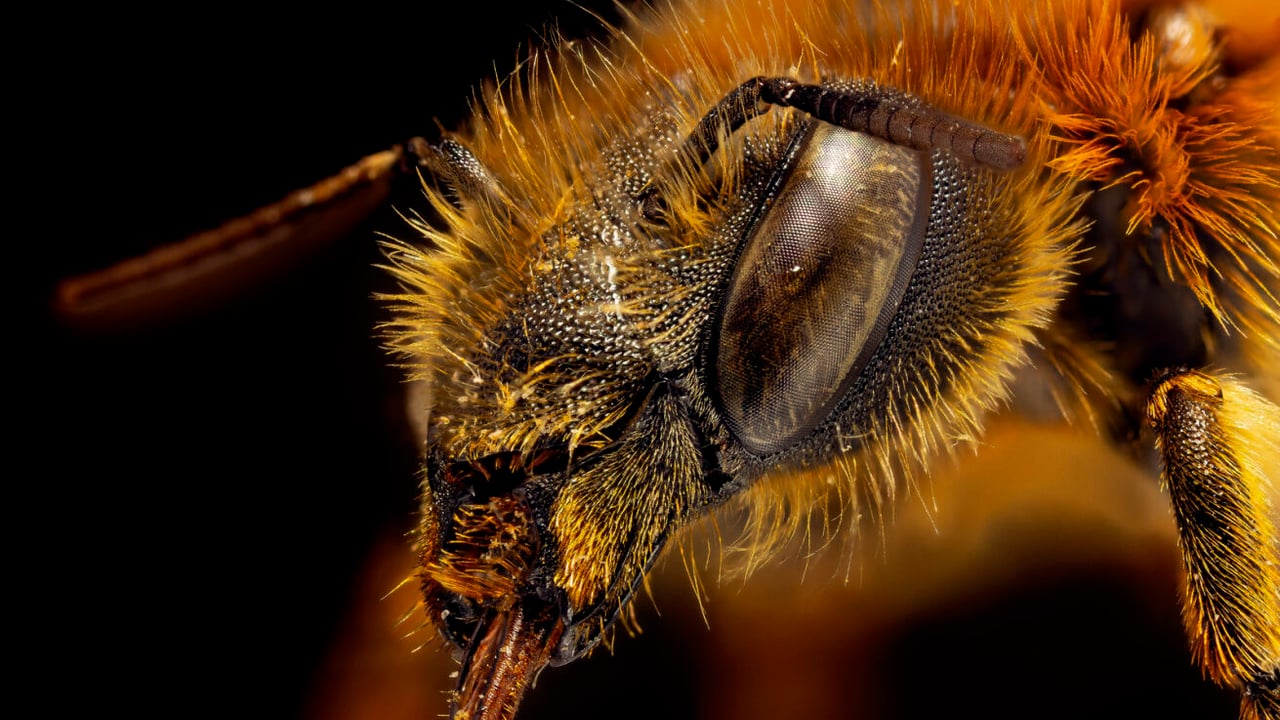 Exhibition explores influence of bees on our environment
