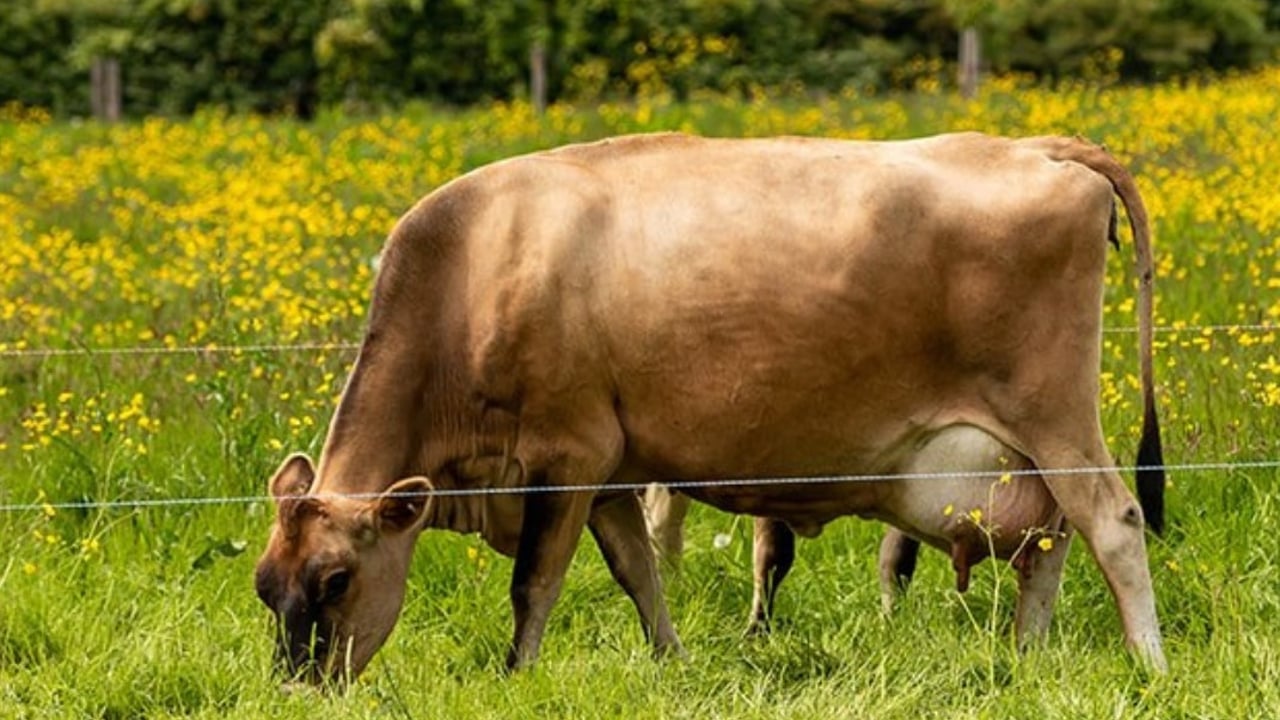 Airfield Estate working farm to host 'taster' sessions for businesses