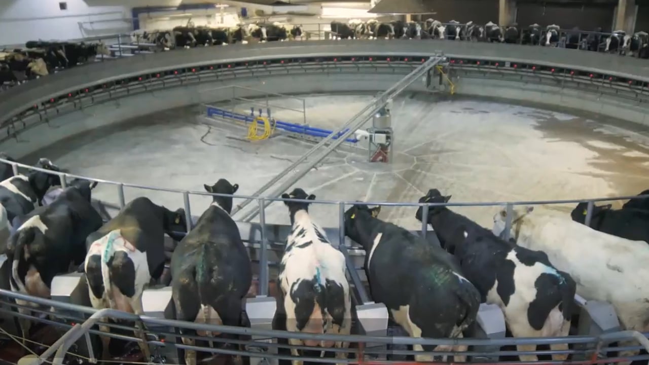Dairy farm in Ukraine before the Russian invasion. Source: Ukrainian Agri Council