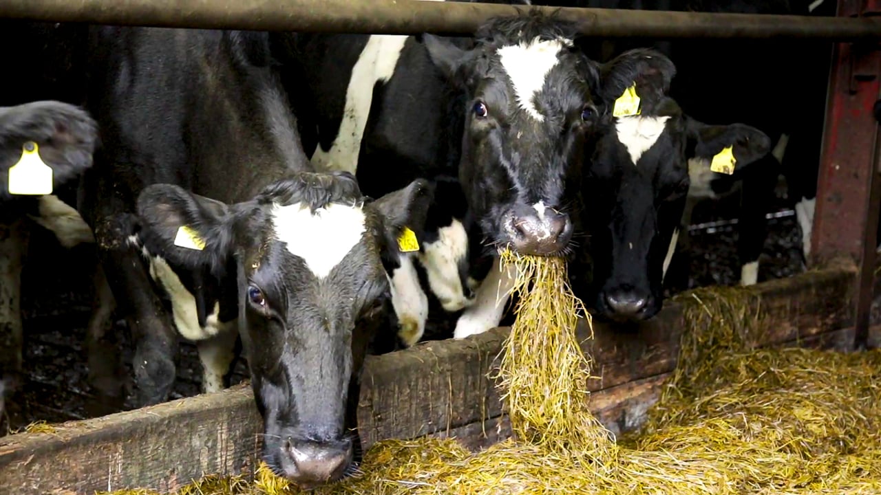 Keeping milk fever at bay in later calving cows