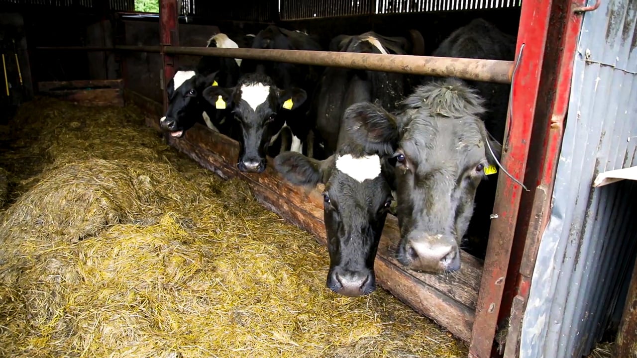 Cull dairy cows driving rise in factory cattle supply numbers