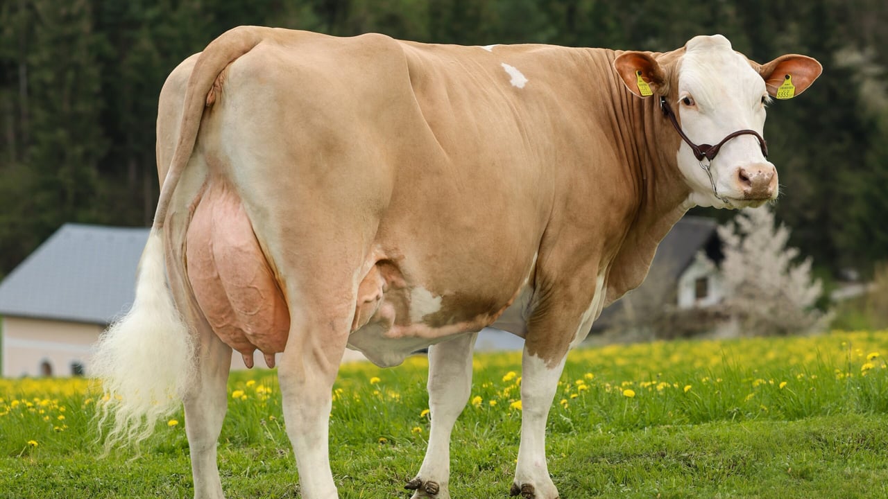 Image source: Celtic Sires