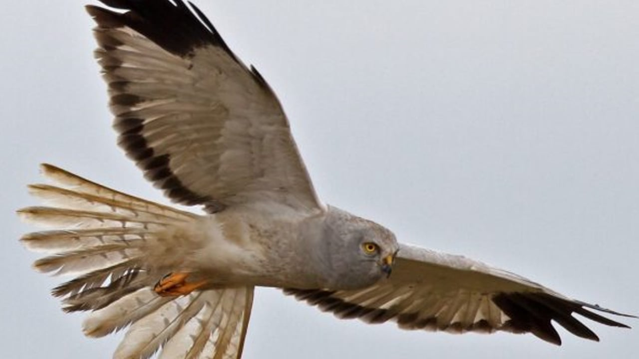 A hen harrier Source: BirdWatch Ireland