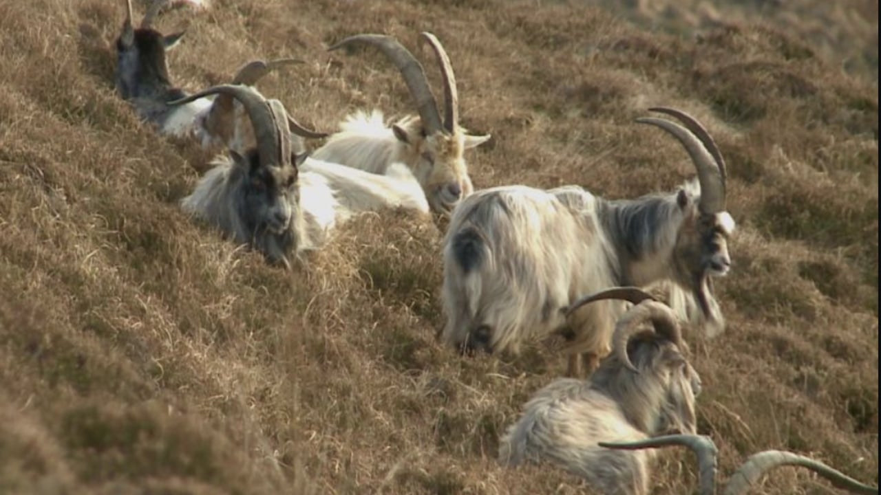 Image source: Old Irish Goat Society