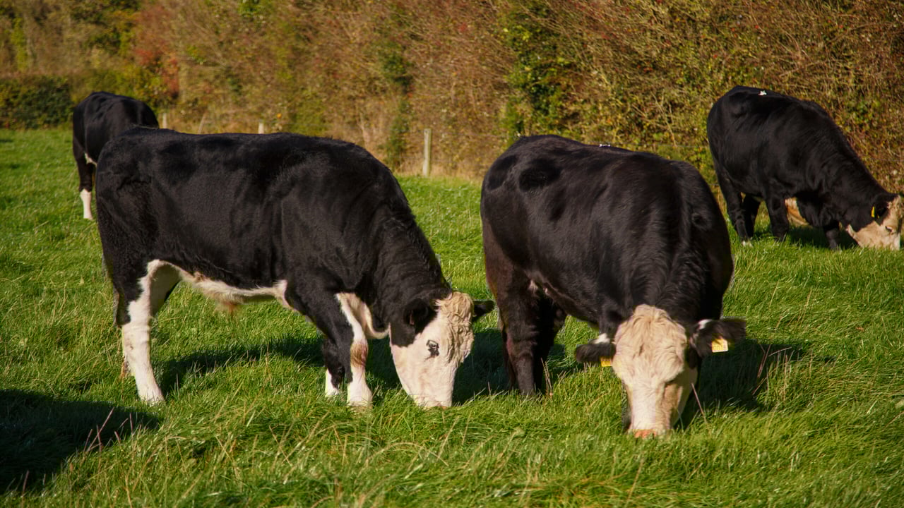 Hereford Prime and Kepak to host free info event in Athlone