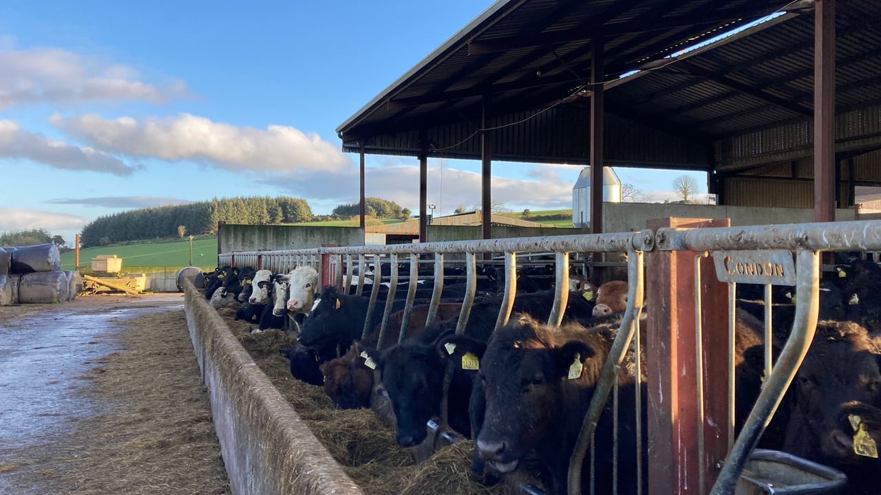 ABP Demo Farm: Yearlings gaining 1kg/day in the shed