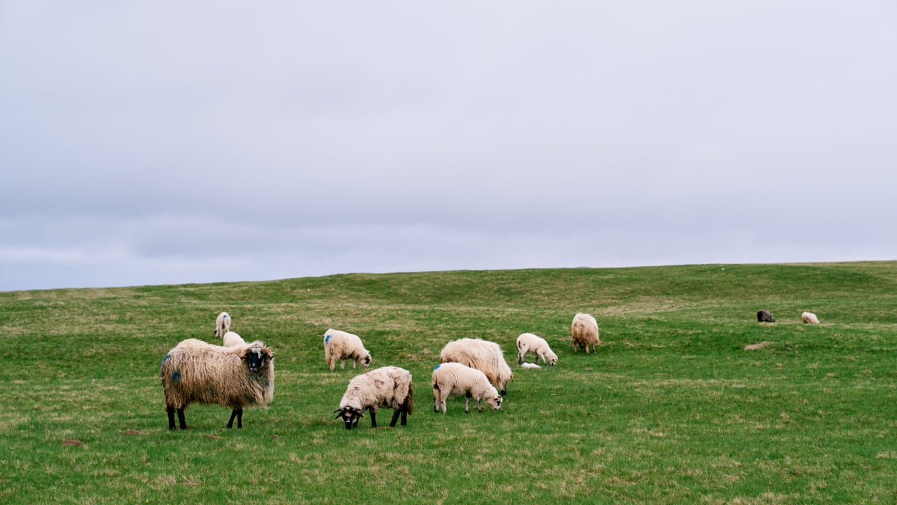Sheep kill: Supplies drop by 16,000 head post-peak