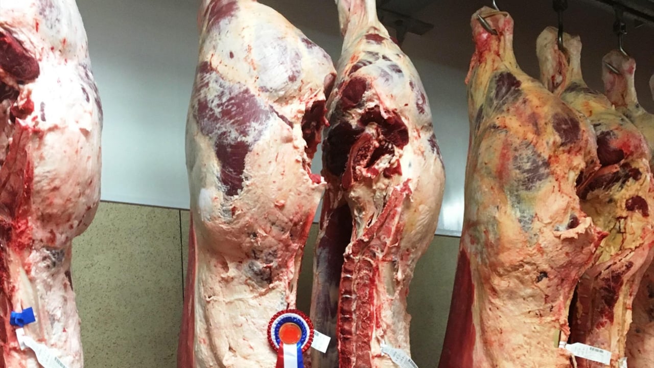 Source: Irish Charolais Cattle Society