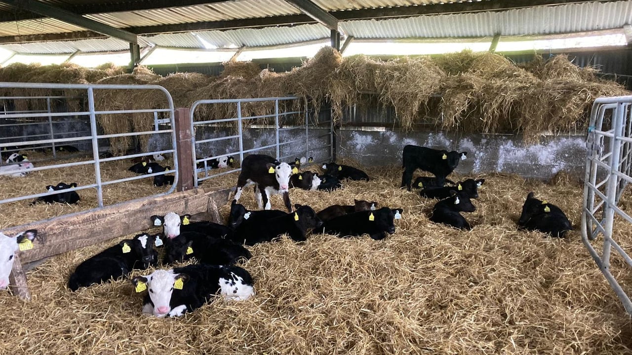 2024-born dairy-beef calves arrive to ABP Demo Farm