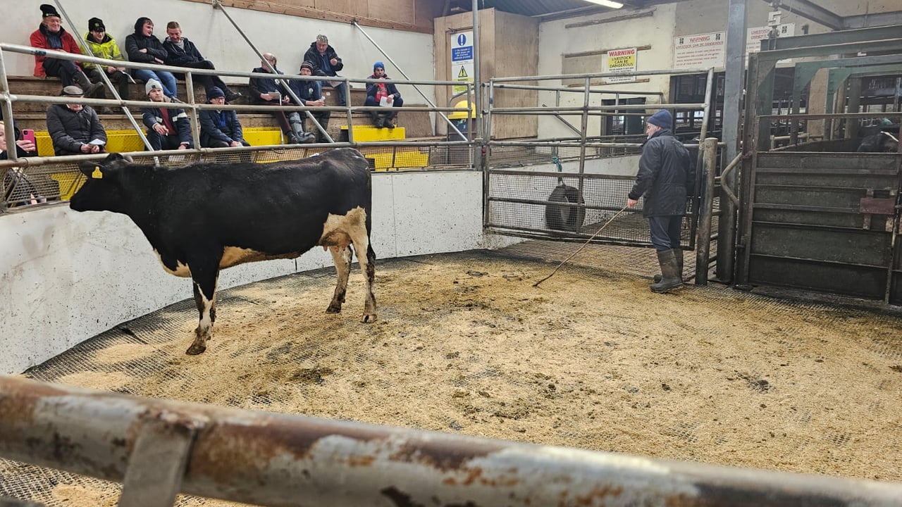 Lot 11A: Burncourt 4728 Hazel 6
Image source: Doyle, Hunt and Hunt