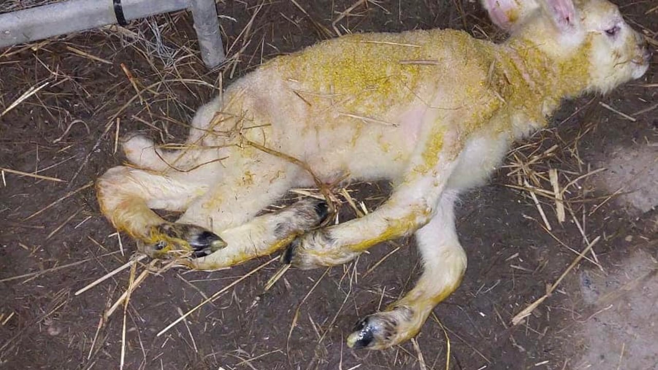 Source: Dyfed Farm Vets