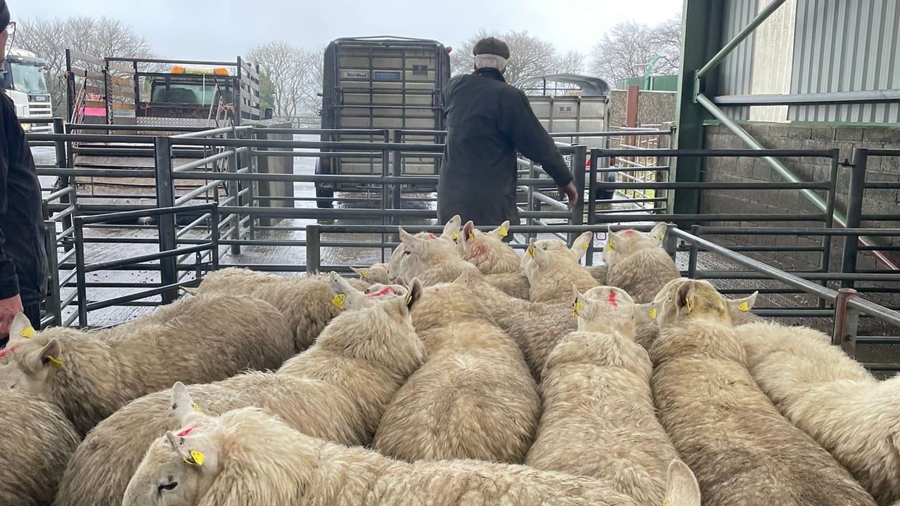 Sheep Ireland genotyping rams at Blessington Mart Source: Sheep Ireland