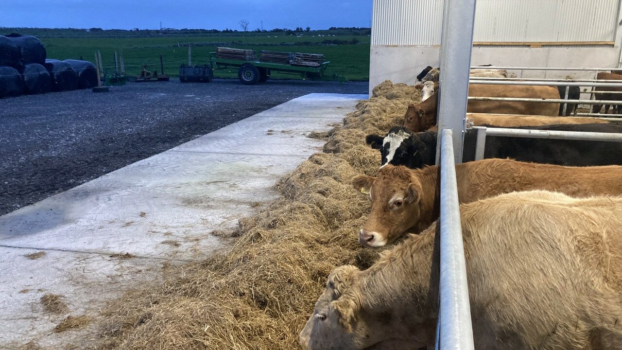 Factory-fit organic U grade steers making over €6.10/kg