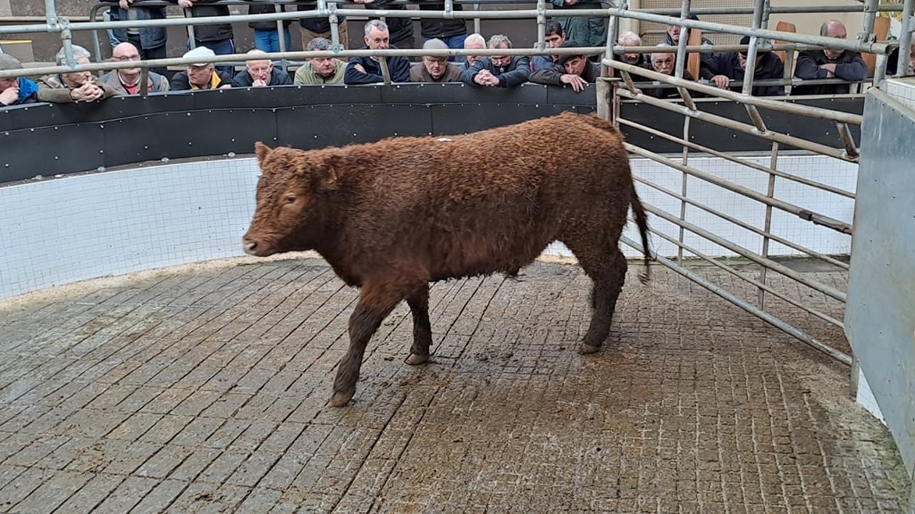 Bullocks over 500kg average €2.94/kg at Ballinrobe Mart