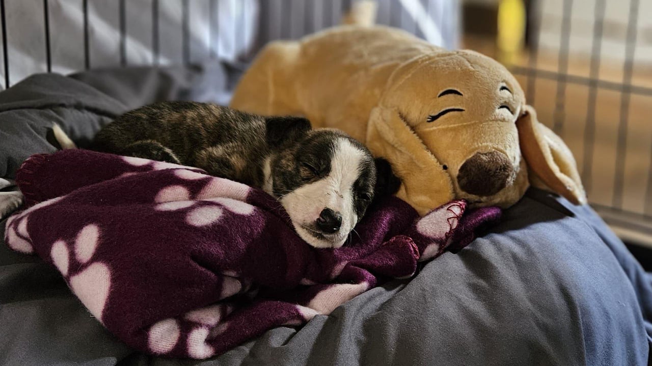 Annabel with her new friend. Image source: My Lovely Horse Animal Rescue
