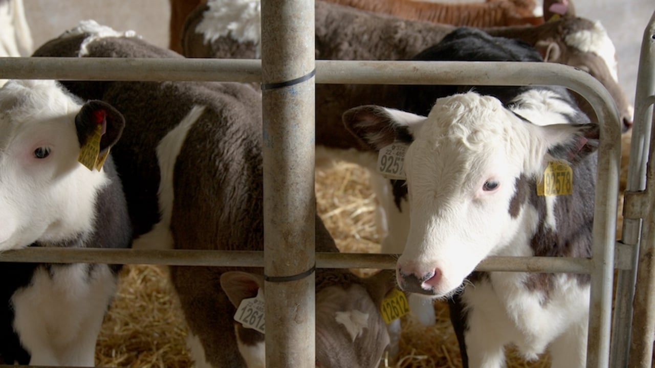 'Proud to produce' high CBV calves on Limerick dairy farm - Commercial Beef Value Series