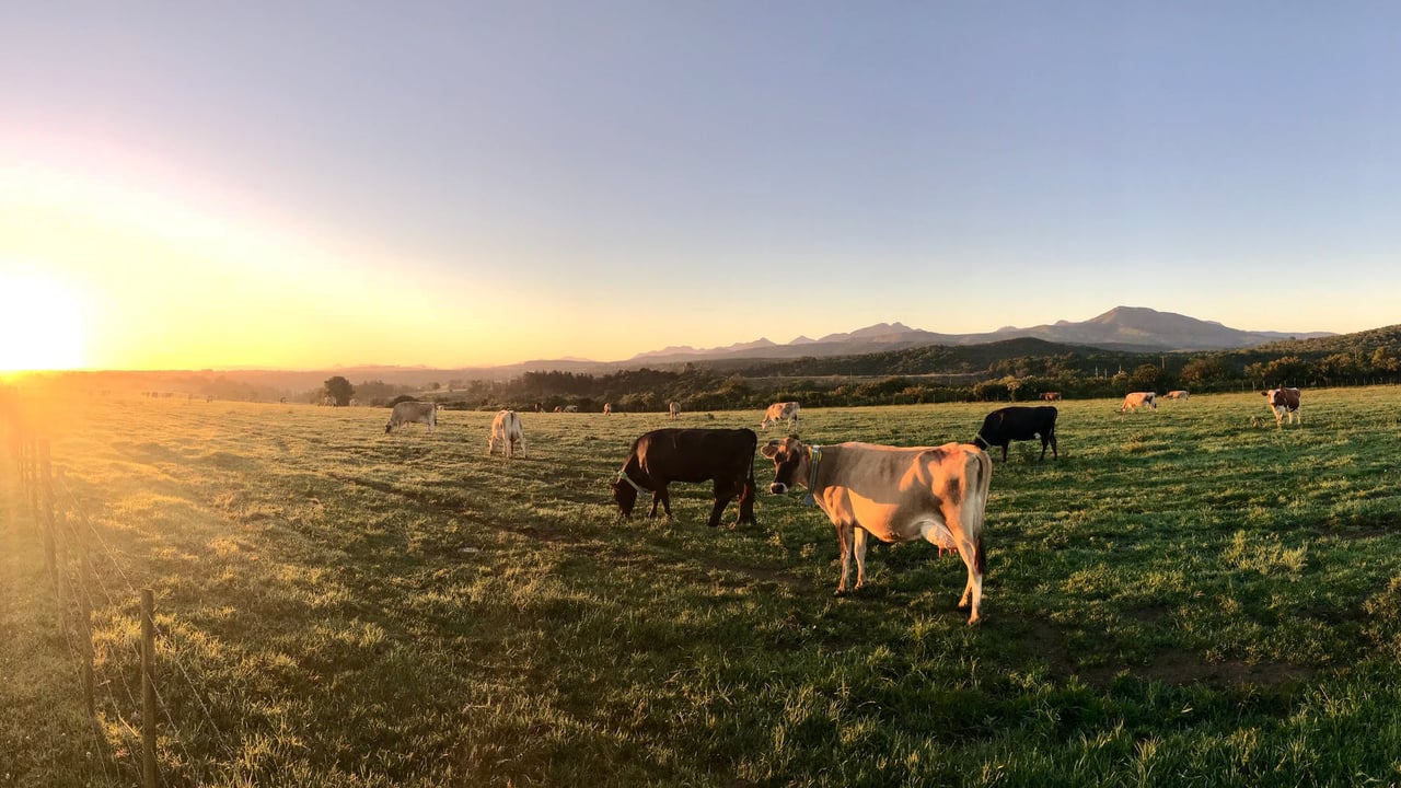 Enhance dairy farming efficiency with active cow monitoring