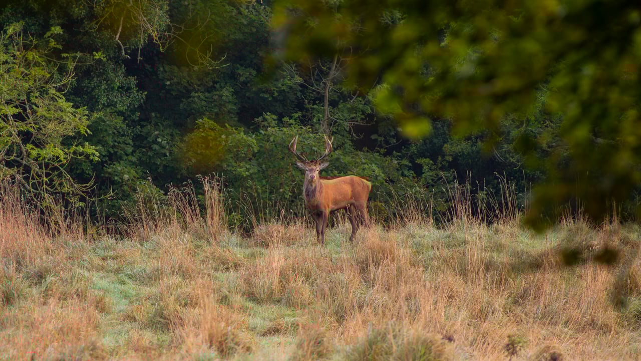 Dunsany Nature Reserve Source: Daniel Fildes