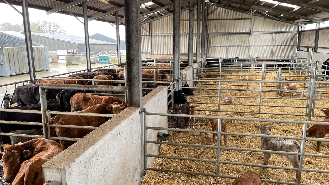 Beef Focus: Ideal suckler setup and more in Borrisokane