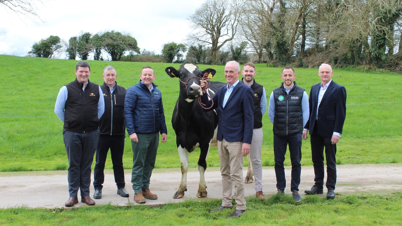 New market for 5,000 pedigree heifers in North Africa