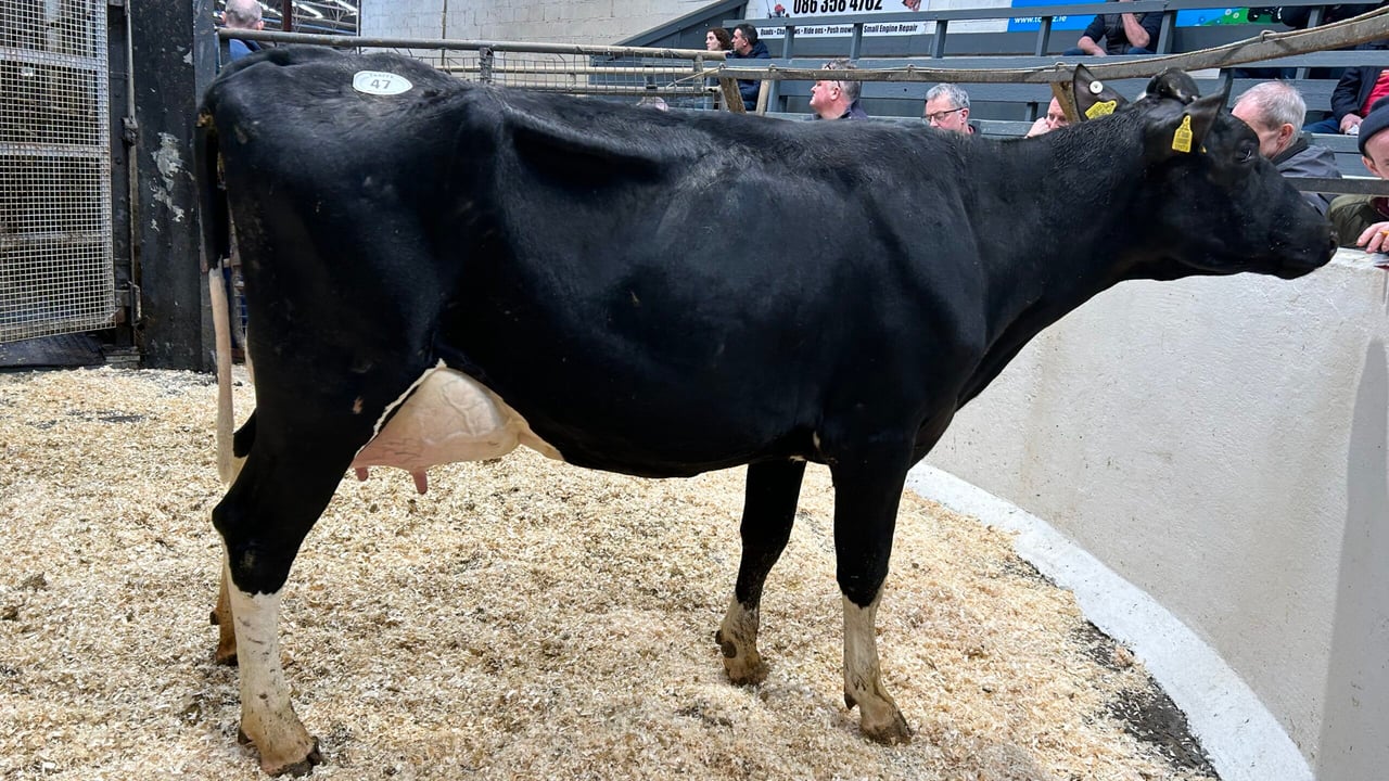In pictures: The 150th Taaffe auctions Carnaross dairy sale