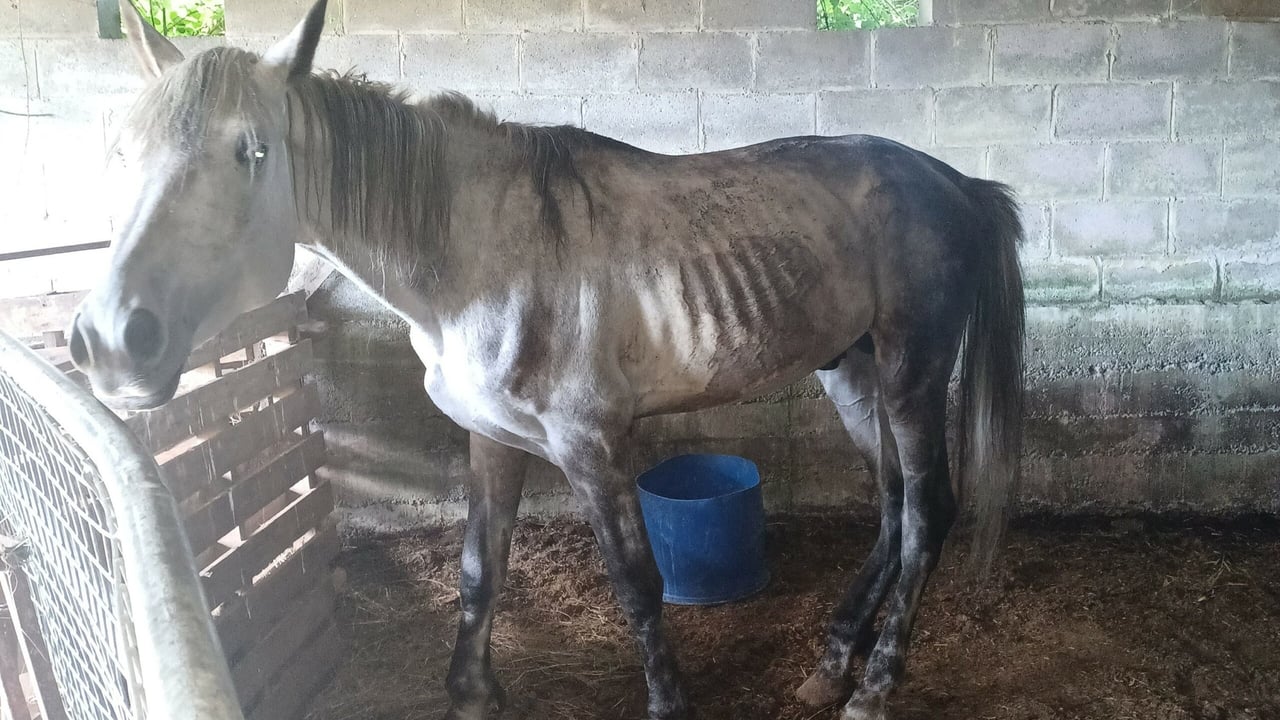 Wicklow woman given prison sentence for cruelty to horses