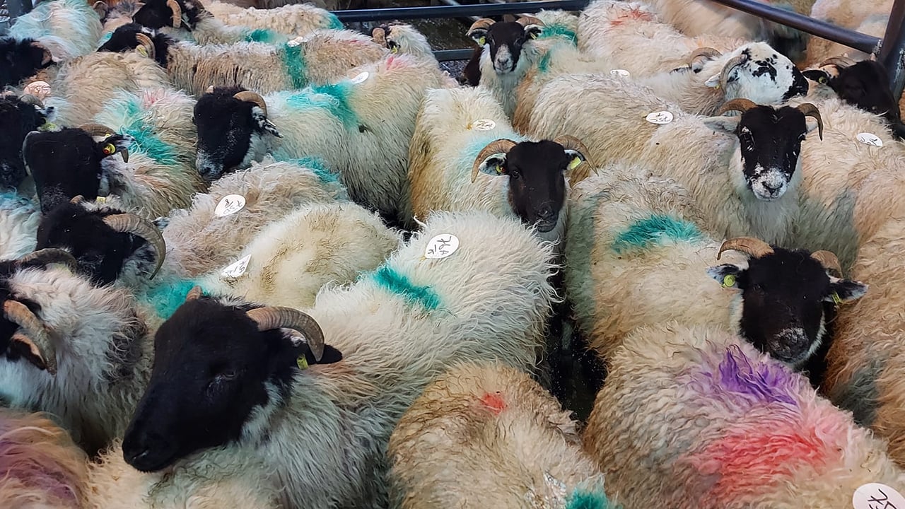 Hoggets breaking €200/head is a first for Kenmare Mart manager