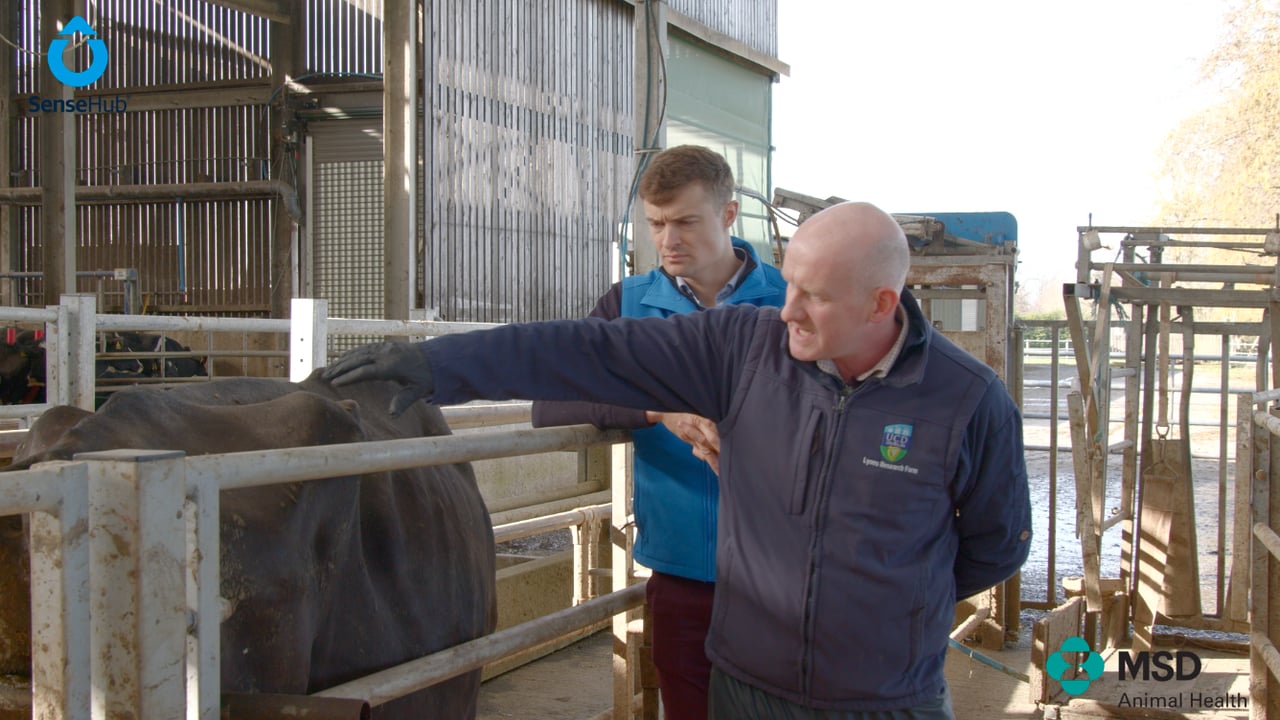 Pre-breeding management on dairy farms | Partners in Reproduction Series