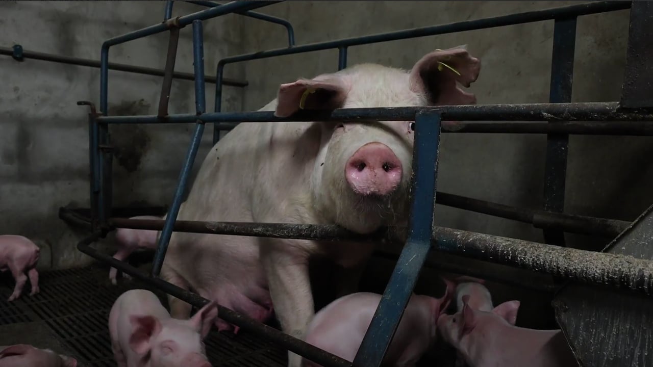 Source: Animal Rebellion Ireland (ARI) and the National Animal Rights Association (NARA) 