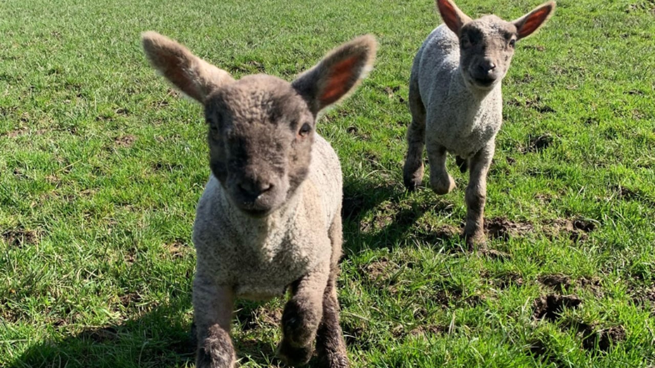 ‘Difficult to continue’ with lack of sleep during lambing