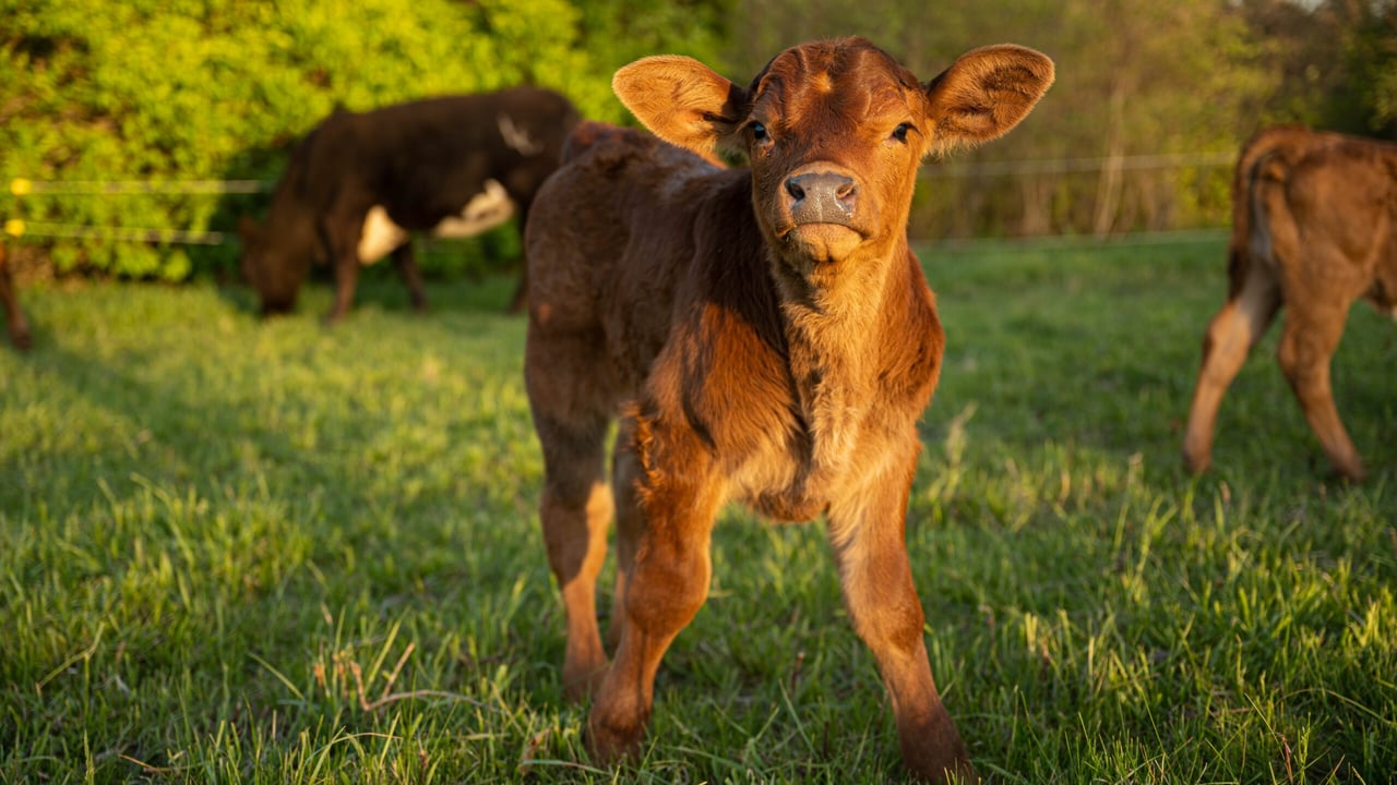 BVD maps show significant progress north and south