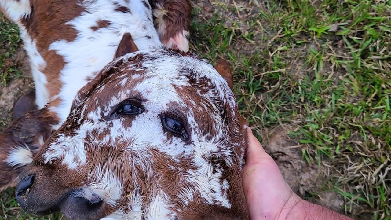 'Time will tell' fate of two-headed calf born in the US