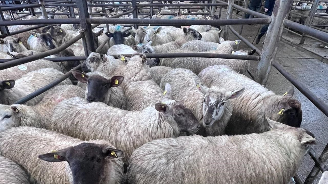 Sheep marts: Spring lambs at Carnew Mart hit €242/head