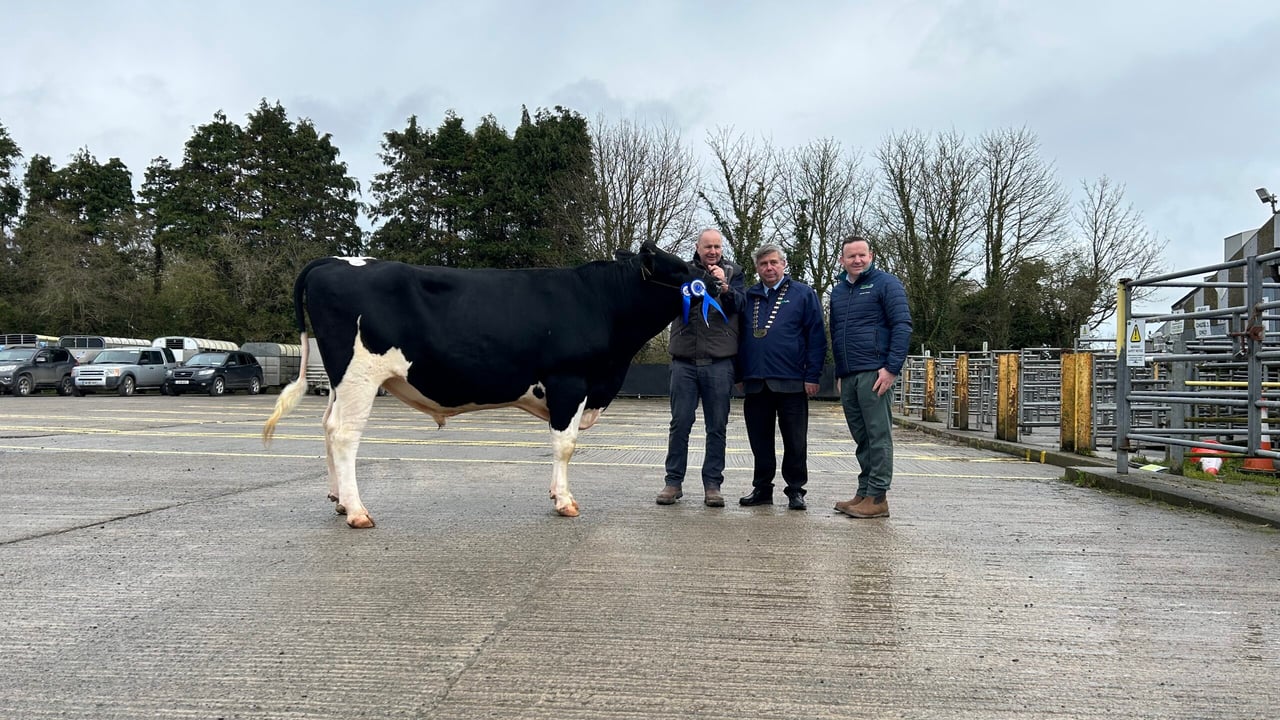 Reserve champion bull Monamore Exhibit with Alan Dorian, Richard Hamilton IHFA president and Laurence Feeney IHFA CEO
