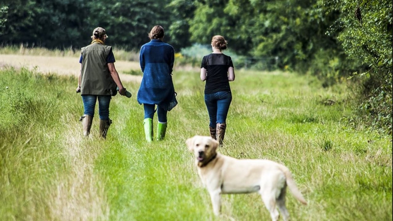 IFA to be part of new stakeholder group on dog control