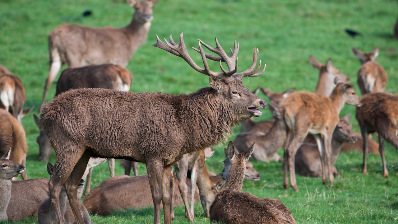Irish Deer Society opposes extension to hunting season