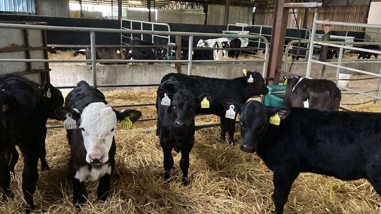 ABP Demo Farm: Calf rearing, cattle grazing and lamb sales