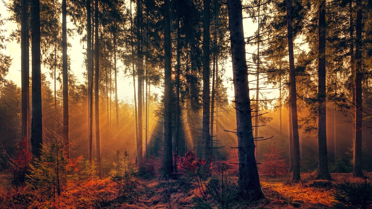 Push for new EU rules on plant and forest reproductive material