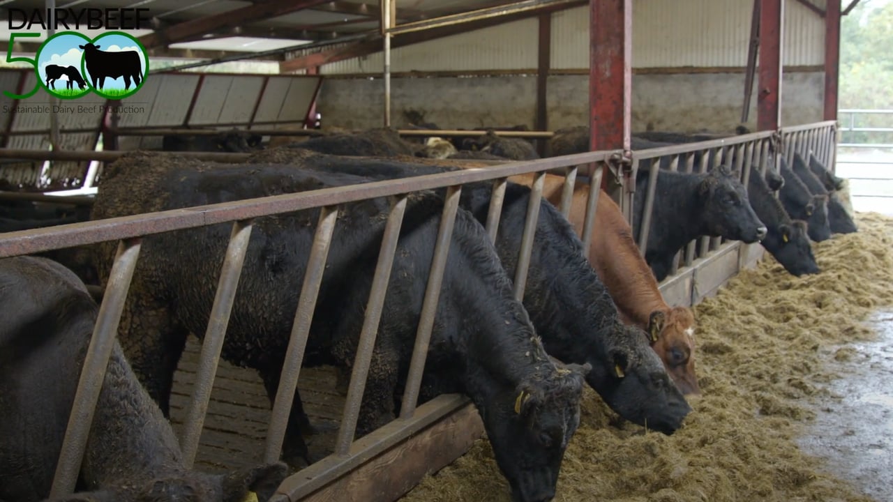 Watch: Using the CBV when selecting for dairy-beef production