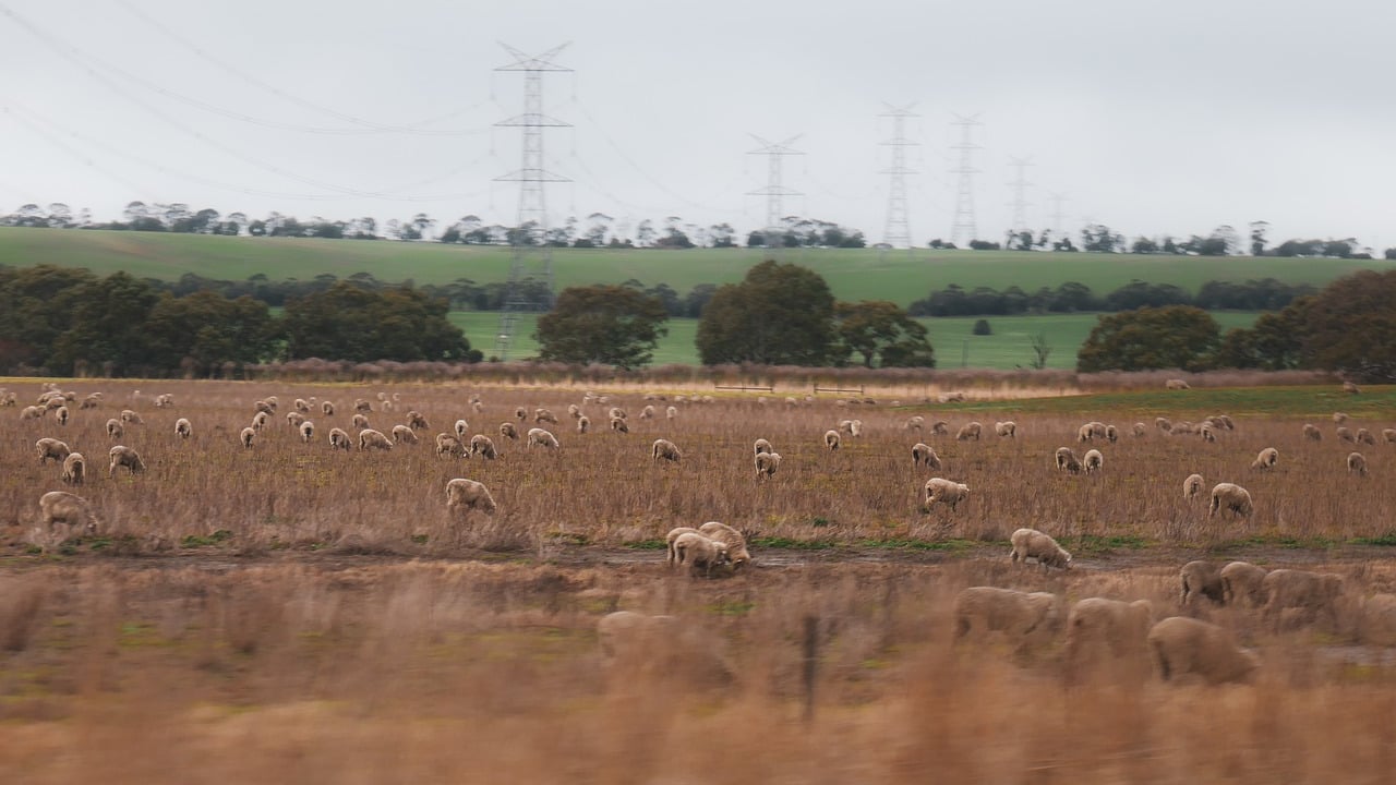 Australian lambs held in anticipation of higher prices in 2024