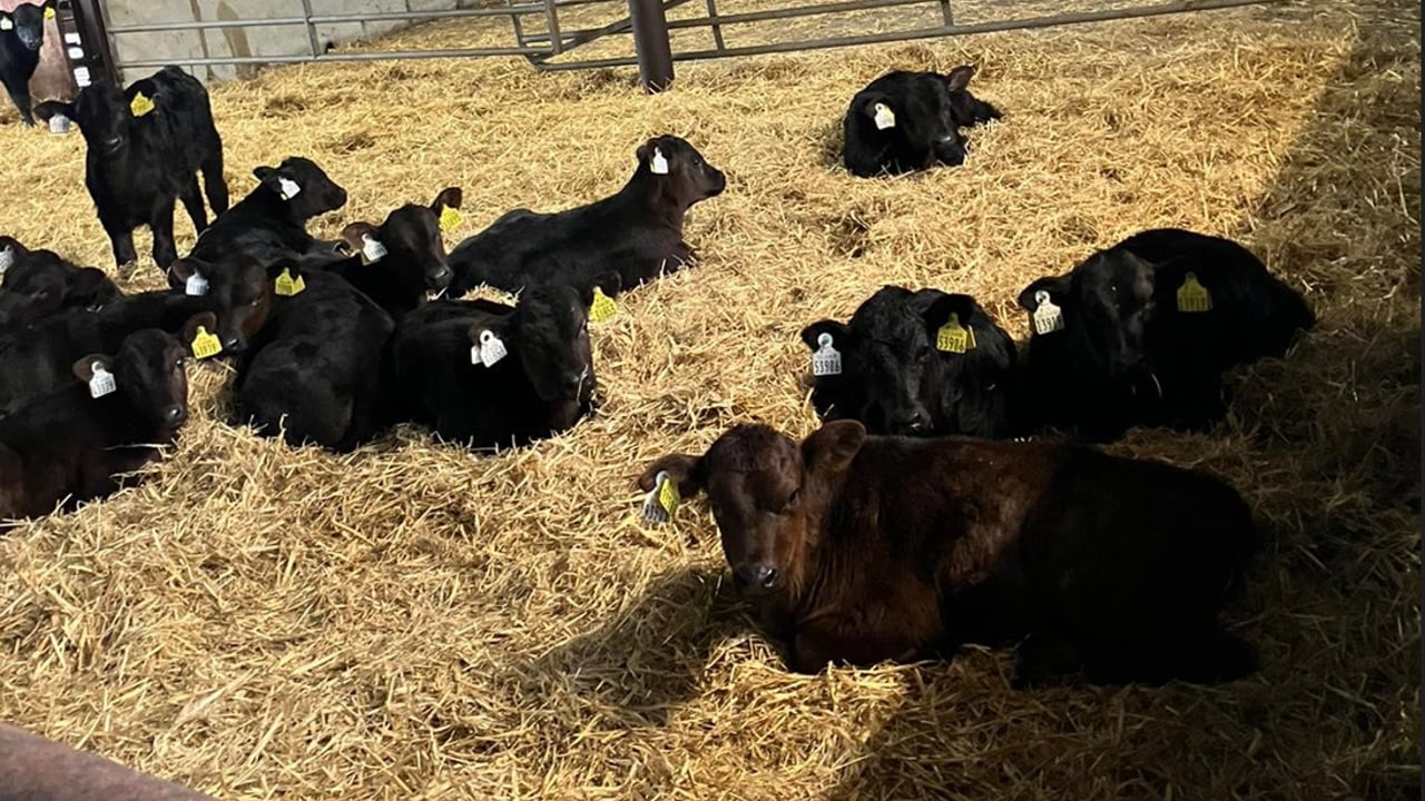 Sellers and buyers of better calves 'team up' in new initiative