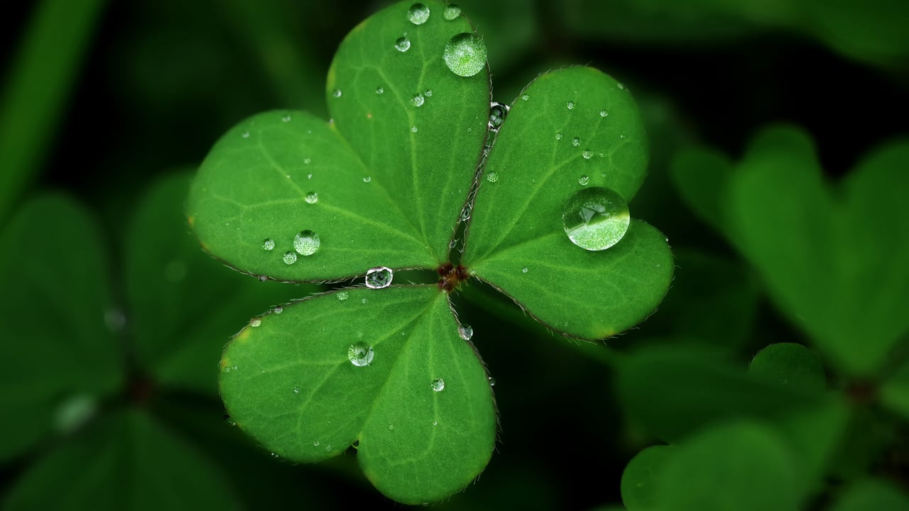 Watch: The cúpla focail farmers need for Seachtain na Gaeilge