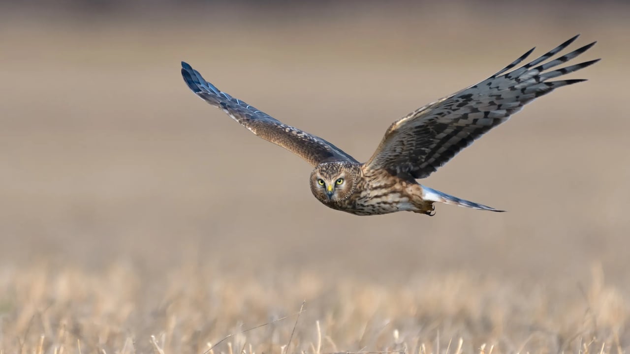 Northern Ireland's hen harrier population sees 26% decrease