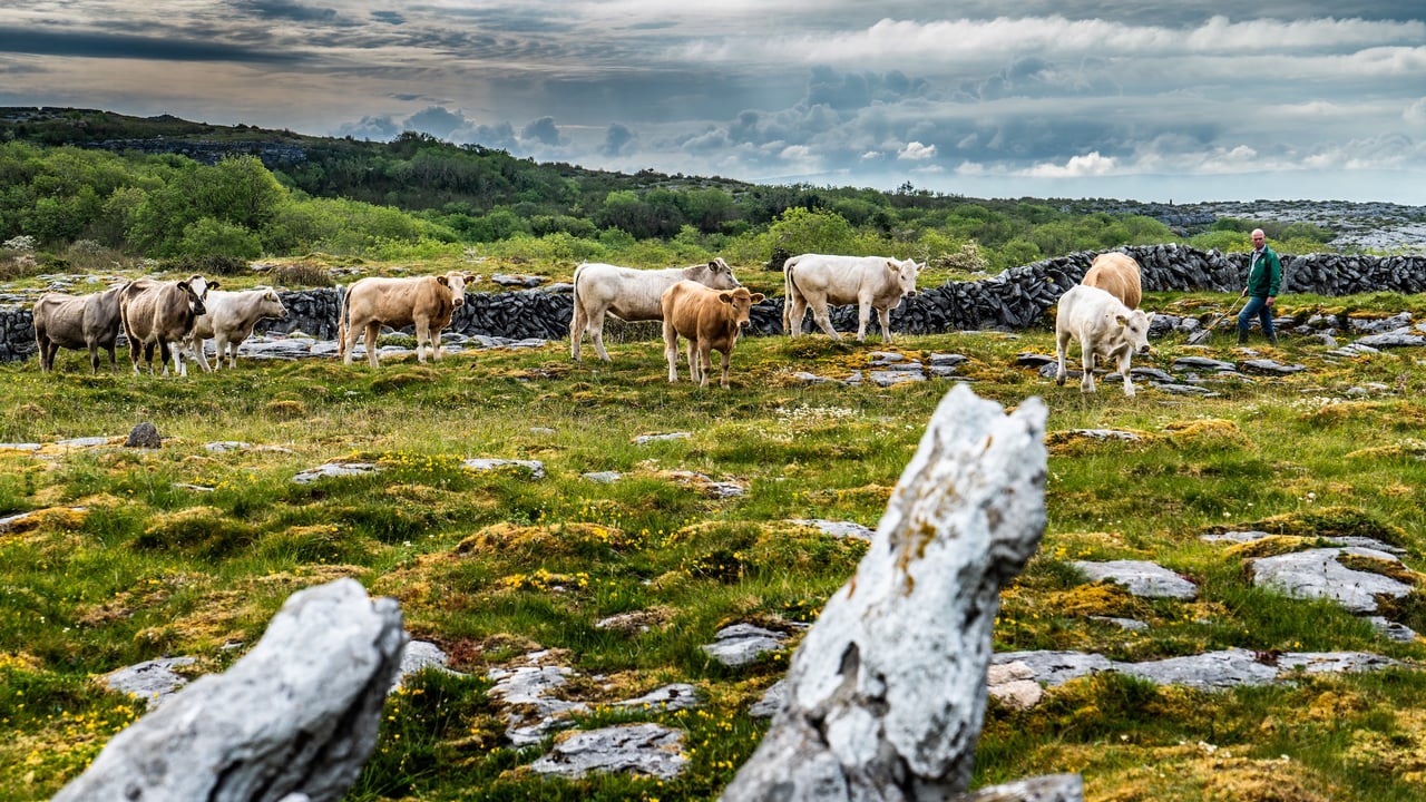 Burren is the 'perfect case study' for evolution of Irish ag - geologist