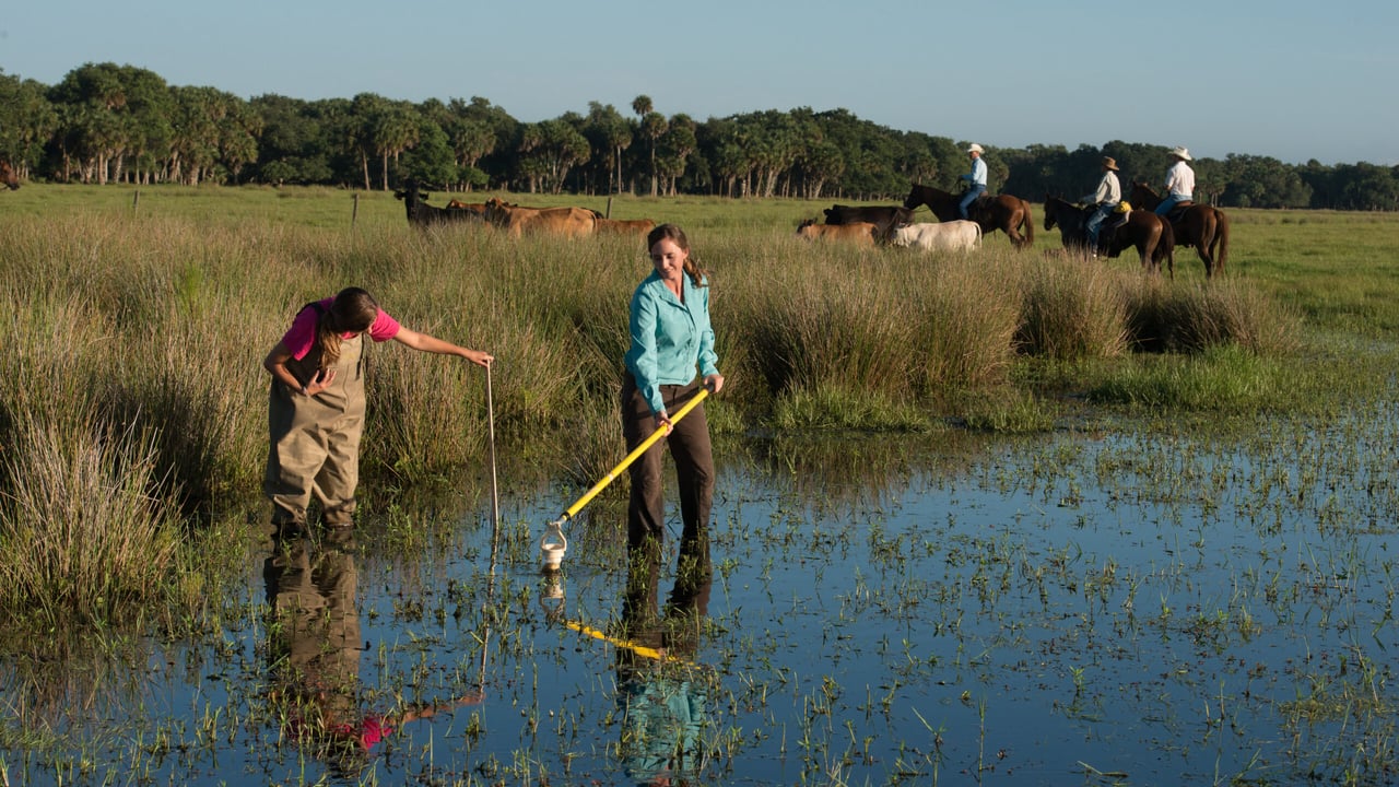 A research alliance between Archbold and Alltech brings together two scientific disciplines, with ecologists from Archbold and ruminant nutritionists from Alltech, to understand the impact that cattle production can have on an ecosystem