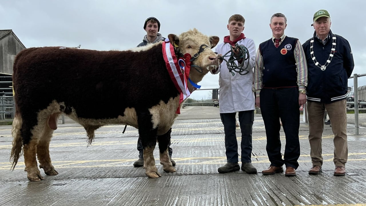 Youngest bull takes top price at Kilmallock Hereford Sale